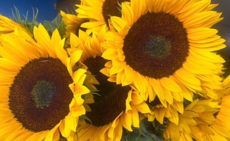 Palidece tradición de flores amarillas: Altos costos y escasez desalientan