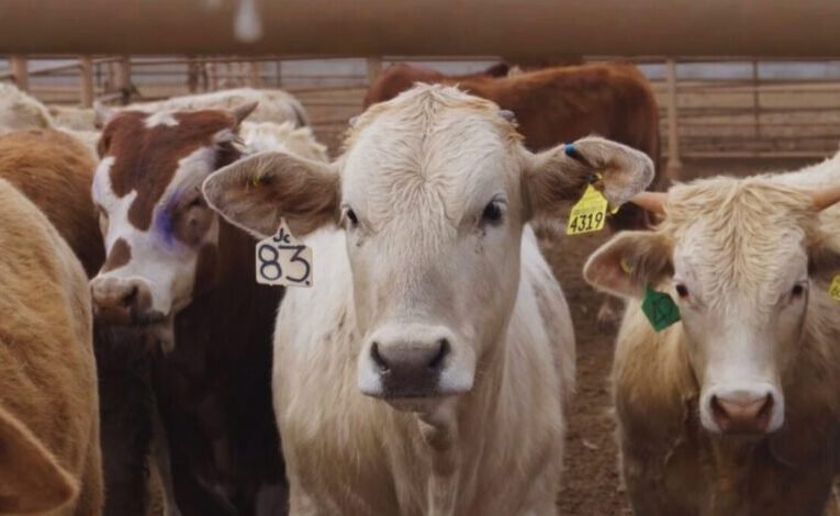 Son pérdidas millonarias para la ganadería coahuilense