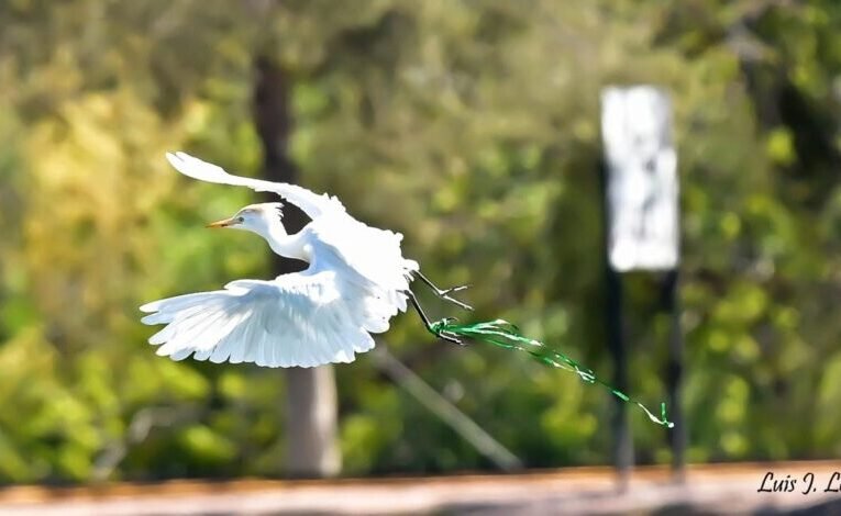 Peligran aves de la Deportiva